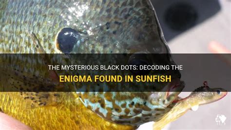 The Mysterious Black Dots Decoding The Enigma Found In Sunfish Petshun