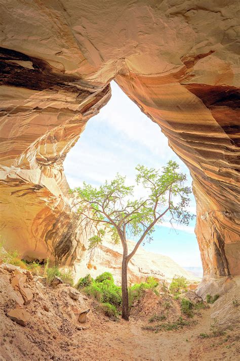 Tree Cave Photograph By Johnny Adolphson
