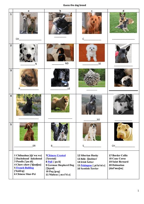 63 Dog Breeds With Pictures And Names L2sanpiero