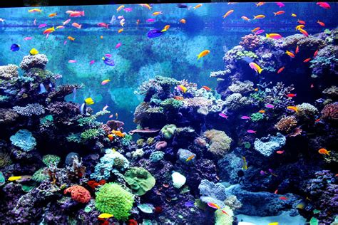 Aquarium Hd Wallpapers Pixelstalknet