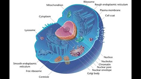 Animal cell - 3D - YouTube