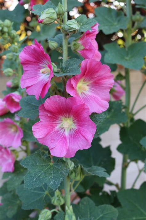 My hollyhocks weren't very exciting the first year, but they became established, and put on a splendid show the following year, and again this year. Home & Garden