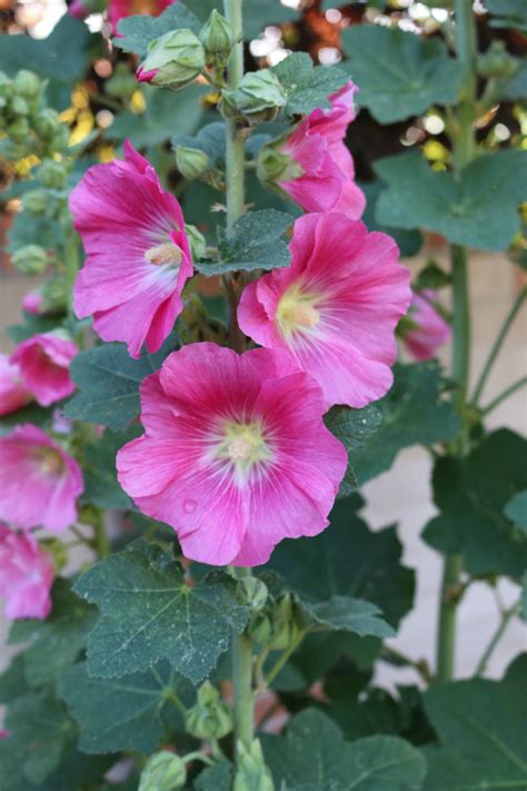 First known use of hollyhock. Home & Garden