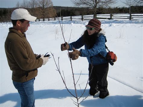 How to prune fruit trees in winter. When to prune fruit trees? | Orchard People Fruit Tree Care