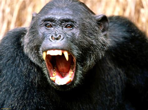 Encyclopaedia Of Babies Of Beautiful Wild Animals The Baby Chimpanzee