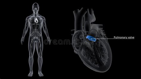 Pulmonary Valve Of The Heart Stock Illustration Illustration Of