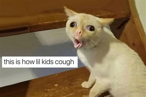 50 Funny Cat Coughing Memes That Will Make You Laugh