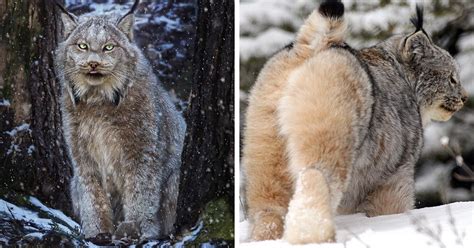 Desert lynx cats with jungle curls. Meet The Canada Lynx Cat With Paws As Big As A Human Hand ...