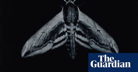 Moths Britains Under Threat Nocturnal Treasures In Pictures Art