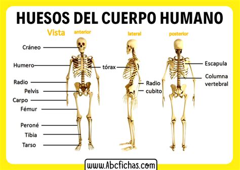 Huesos Del Cuerpo Humano Abc Fichas