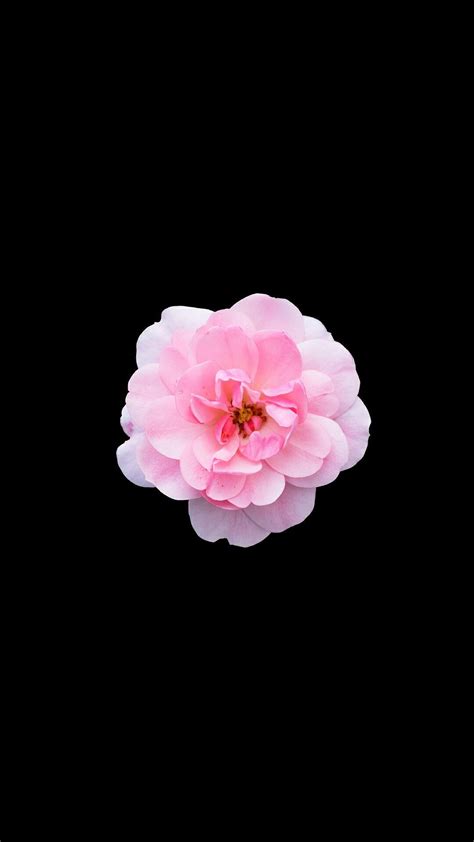 Single Flower Pink Iphone Wallpaper Flower Iphone Wallpaper Pink Wallpaper Iphone Pink