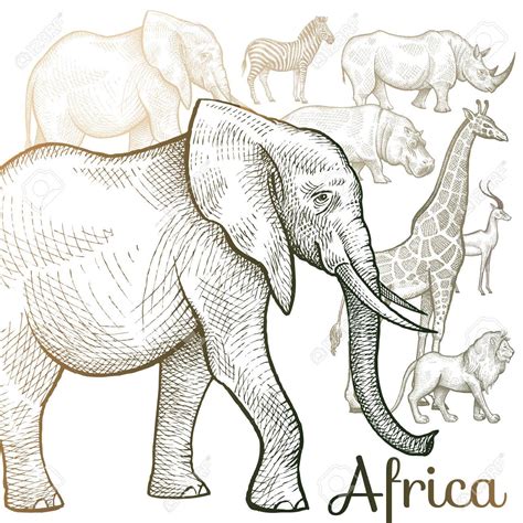 African Animals Drawing At Getdrawings Free Download