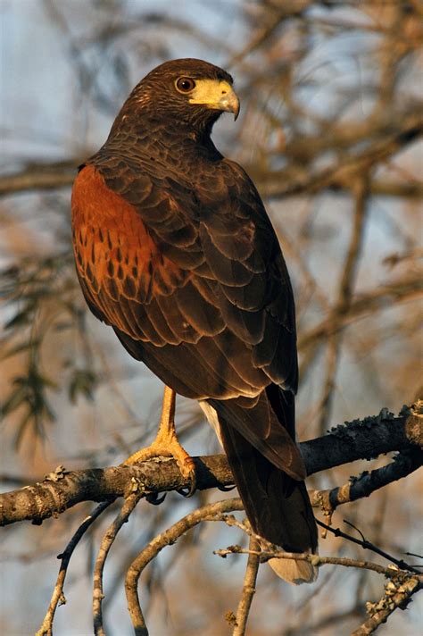 Types Of Hawks Different Types Of Hawk Facts Nature Birds