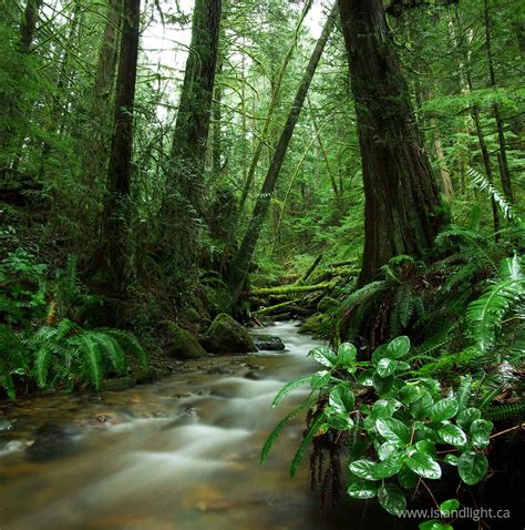 Gorge Creek ~ Rainforest Photo From Gorge Harbour Cortes Island Bc