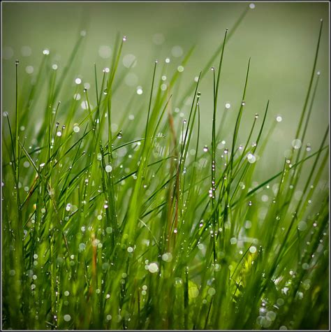 Dew Drops Photograph By Ana Lukascuk Fine Art America