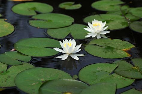 Prezzi, orari di apertura, offerte biglietti scontati, descrizione giostre e attrazioni, recensioni, informazioni gardaland park, come arrivare. Fiori Acquatici / Già infatti dall'inizio ecco 5 piante ...