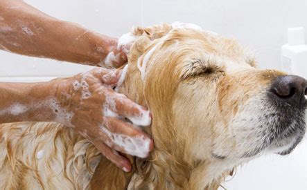 Maybe you would like to learn more about one of these? 50% off Dog Grooming Services or Use of the Do-it-Yourself-Pet-Bath at Dog Gone Cute Pet ...
