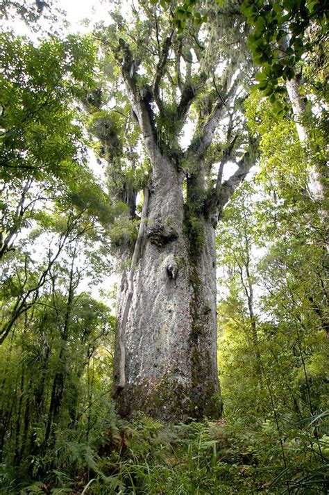 Kauri Tree Agathis Australis New Zealand Kauri Tree Old Trees Tree