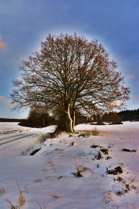 Free Images Landscape Tree Nature Branch Snow Cold Sky Sunset