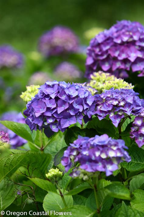 Find exclusive lavender seeds and plants available such as lacy frills which is the first white lavender from seeds. Purple wedding hydrangea | Oregon Coastal Flowers