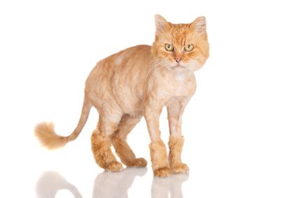 Hair can also cause an inflammation of the stomach lining known as hair gastritis, which can cause a cat to vomit fluid or food without actually bringing up visible hair. 4 Remedies for Hairballs in Cats | Atlantic Vet Seattle