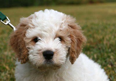 Goldendoodles come in a rainbow of colors. Parti Goldendoodle/Labradoodle Apricot and White - Everything Doodle