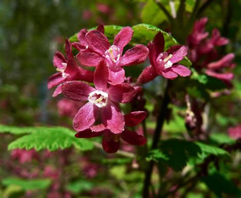 Ribes Sanguineum Red Flowering Currant For Sale Red Panda Nursery