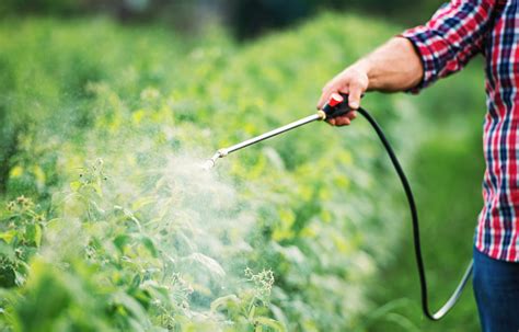 Gardening Farmer Spraying Plants With Pesticide From Pump Sprayer Close Up Photo Agricultural