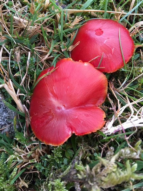 Came across these beautiful red mushrooms on today's walk in the wild ...