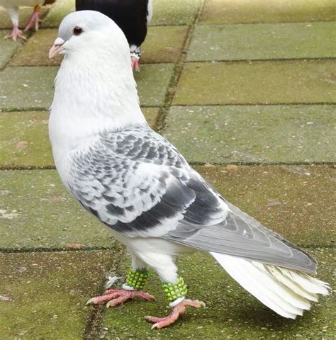 West Of England Pigeon Colors Peepsburghcom