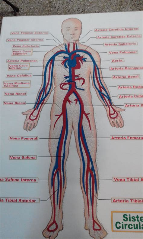 Collection Of Dibujo De Sistema Circulatorio Para Imprimir Dibujo De