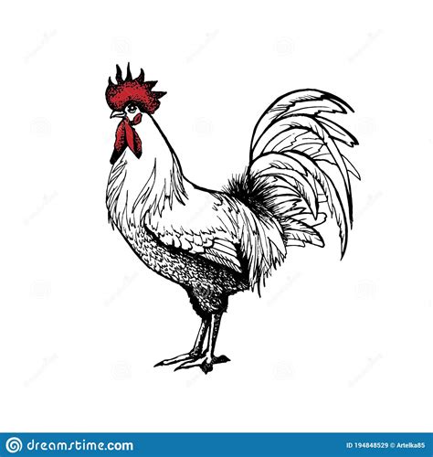 Rooster Vector Graphics Stock Vector Illustration Of Morning 194848529