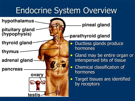 Ppt Lecture On Endocrine System Overview Powerpoint Presentation