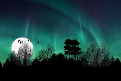 Aurora Sky And Trees Free Stock Photo Public Domain Pictures