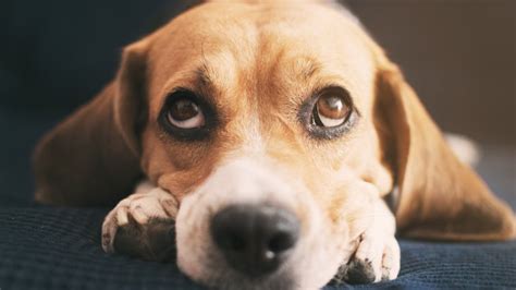Discovernet The Real Reason Dogs Tilt Their Heads And Other Canine Facts