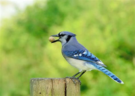 19 Different Types Of Blue Birds Species With Pictures