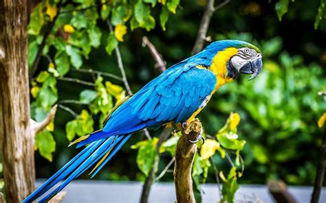 Tropical Bird Macaw Parrot Hd Wallpaper 74920
