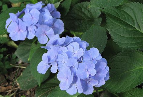 I fiori blu sono sinonimo di chiarezza e quindi di lealtà. L'orto dei colori: Fiori blu