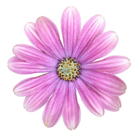 Isolated Purple Cape Marguerite Daisy Flower Stock Image Image Of