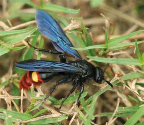 Stinging Wasps Good For Your Garden Quarto Homes
