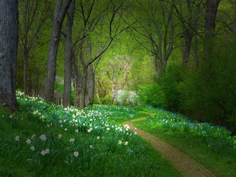 Spring Path Background Spring Forest Path Wallpapers Hd 7463 1920 X