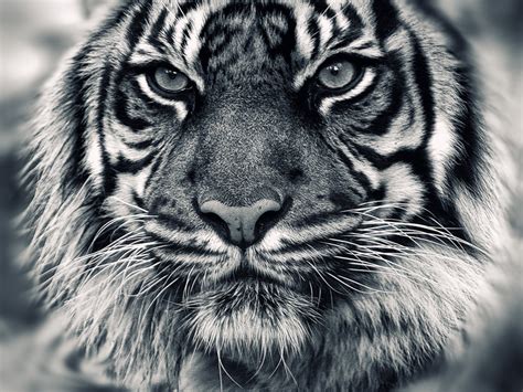 44 Black And White Tiger Wallpaper