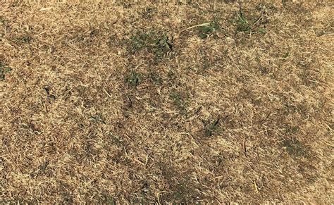 Brown Grass Does Not Mean Dead Grass See These Tips For How To Look