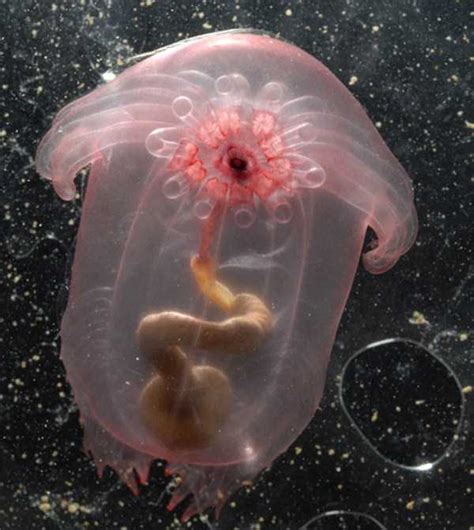 These Creatures Will Make You Stay Away From The Ocean