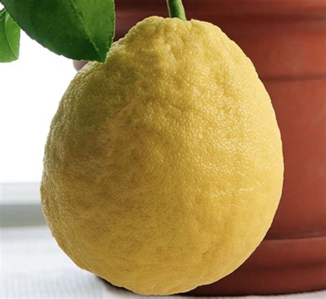 20 Varieties And Types Of Lemons From All Over The World Morflora