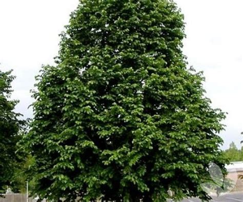 Corylus Colurna Turkish Hazel Turkish Filbert Trees Speciality Trees