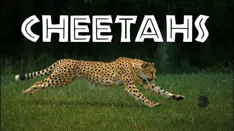 Cheetahs For Kids Learn All About Cheetahs Freeschool Youtube