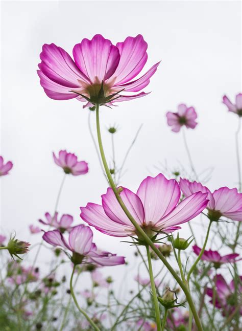 Low Angle Photography Of Pink And White Cosmos Flower Field Hd