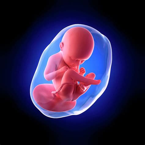 Human Fetus Age 35 Weeks Photograph By Sebastian Kaulitzkiscience