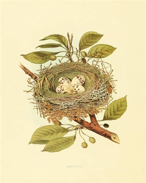 Bird Nest Art Vintage Bird Print Nature Print Vintage Prints